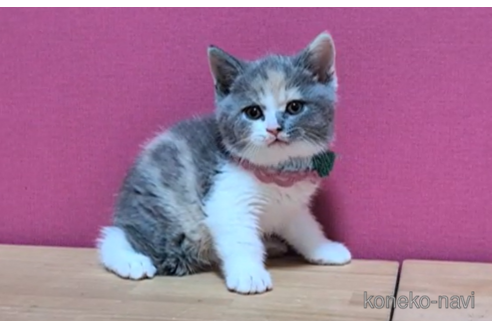 成約済の東京都のスコティッシュフォールド-108196の4枚目